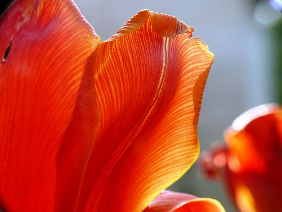 Tulip, Light, Color, Spring, Bloom, bright, flowers, close-up HD wallpaper
