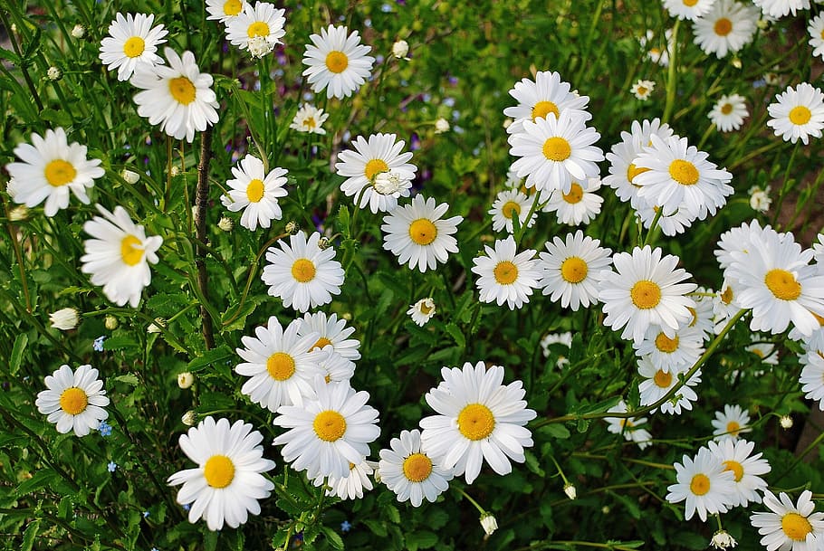 Daisy, Flower, Spring, Plant, marguerite, bloom, blossom, colorful, HD wallpaper