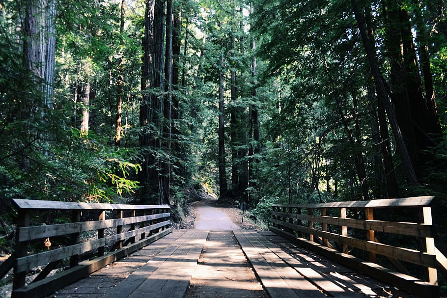 brown wooden bridge, forest, path, trees, park, walkway, forest trees HD wallpaper
