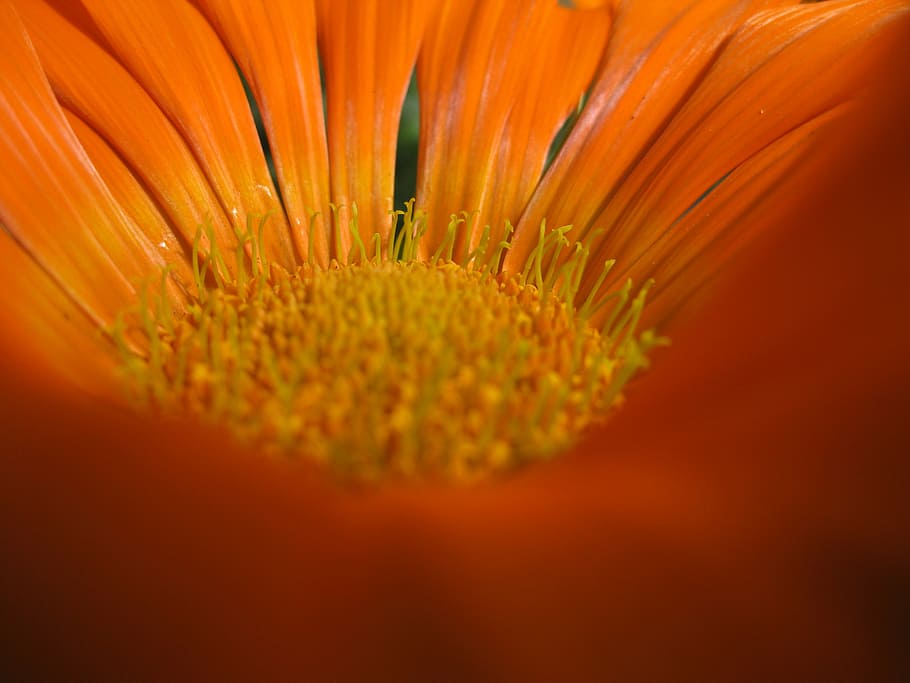 macro, blossom, bloom, orange, spring, flower, flowering plant HD wallpaper