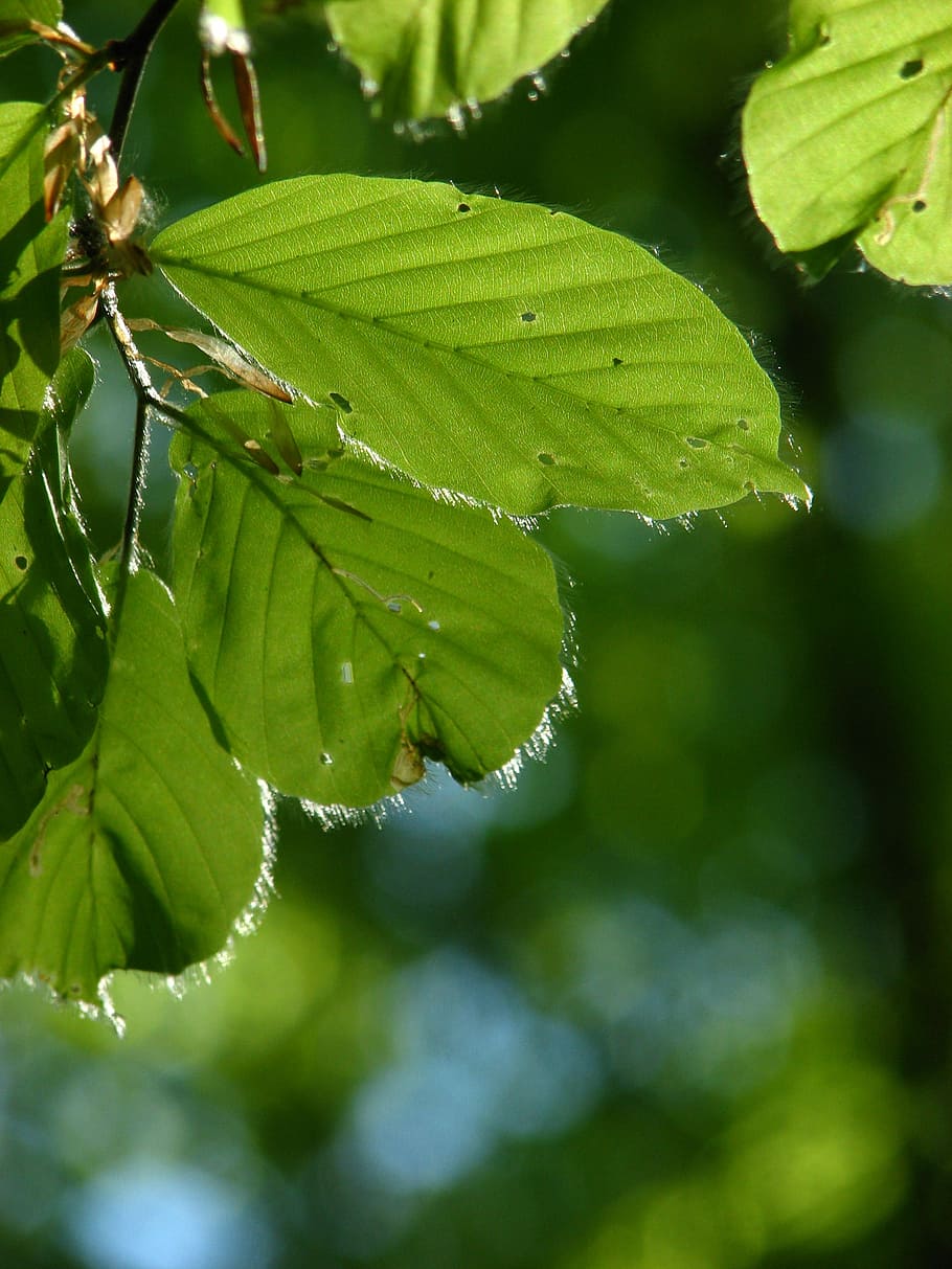 Beech, Wood, Nature, Forest, Spring, green, still life, leaf HD wallpaper