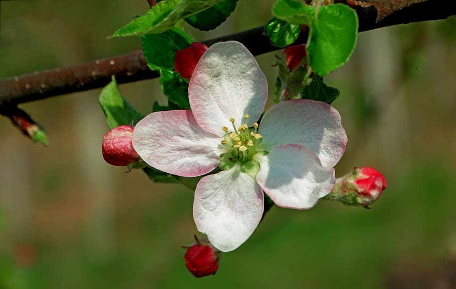 close-up photography of white 5-petaled flower, spring, apple HD wallpaper