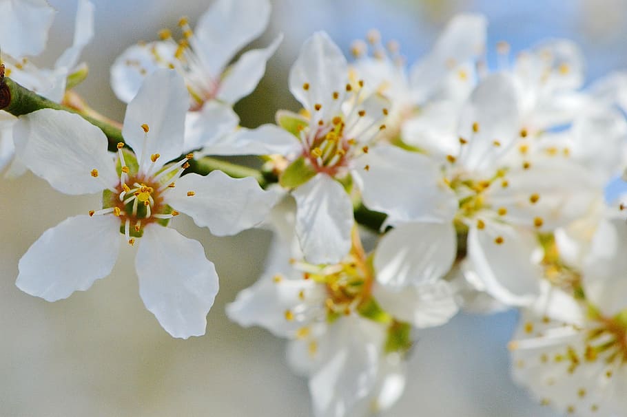 spring, blossom, bloom, nature, plant, tree, garden, white HD wallpaper