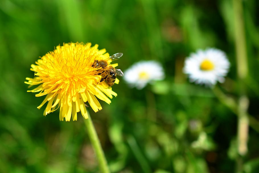 honeybee perching on yellow petaled flower, dandelion, sprinkle HD wallpaper