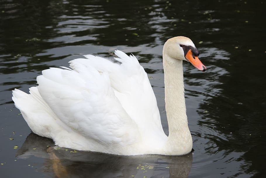 swan, waters, puddle, bird, lake, nature, reflection, river HD wallpaper