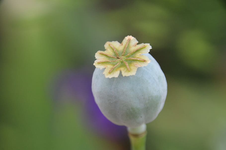 Stamp, Plant, Flower, focus on foreground, nature, outdoors HD wallpaper