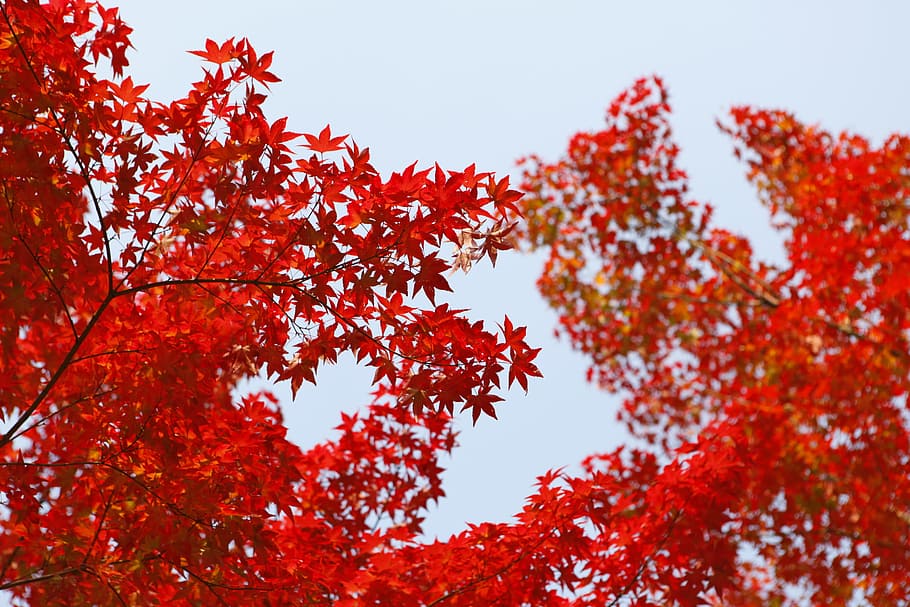 shallow focus photography of red leafed tree, low angle photo of maple trees HD wallpaper