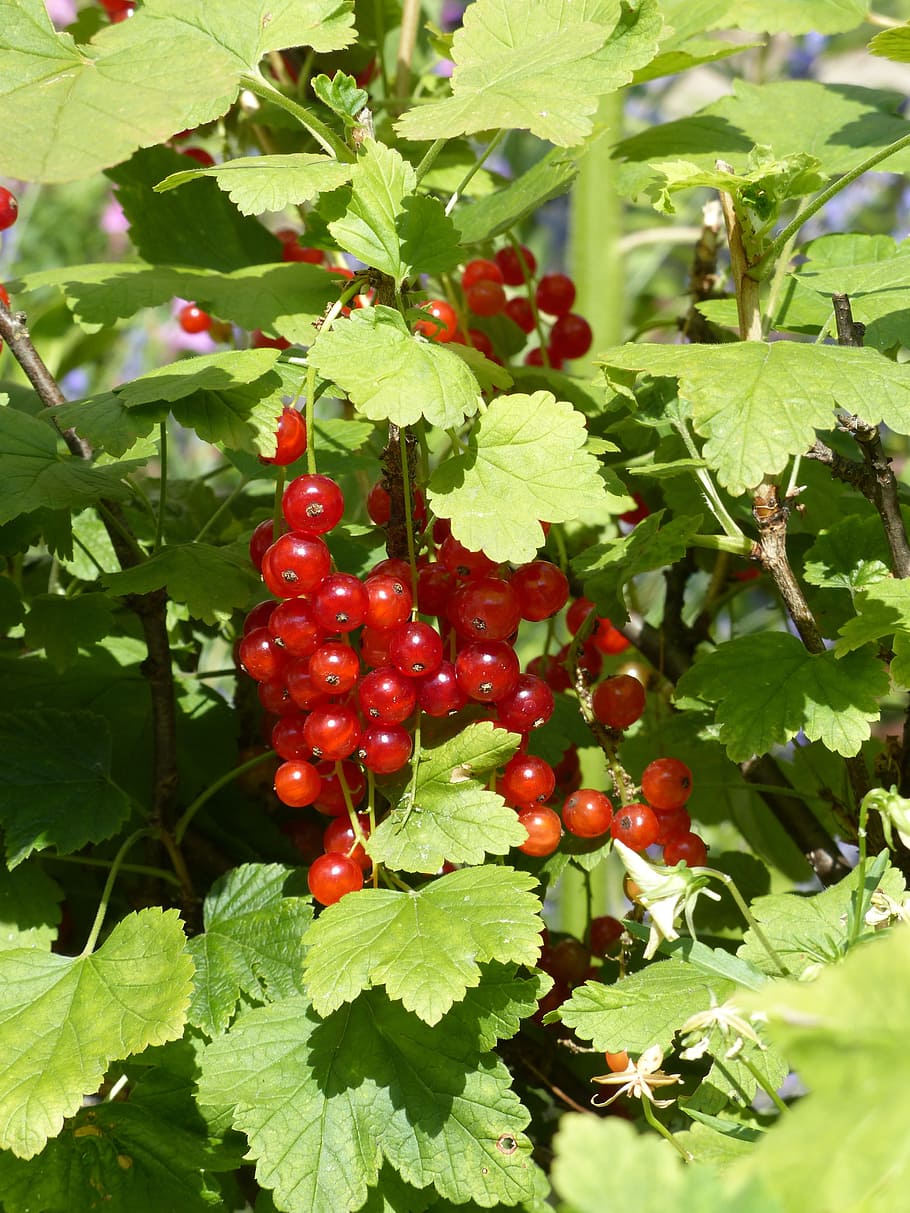 Red Currant, Currants, gooseberry greenhouse, berries, fruit, HD wallpaper