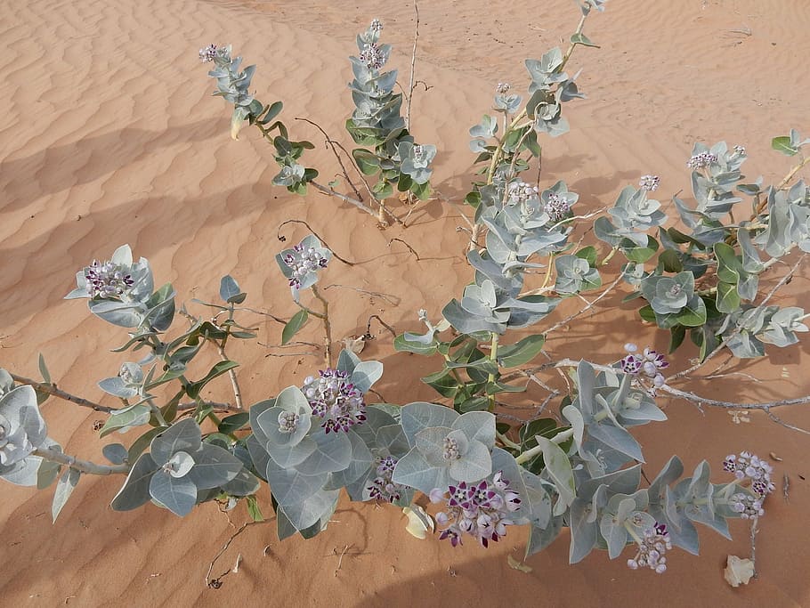 desert, emirates, uae, u a e, united arab emirates, arabia HD wallpaper