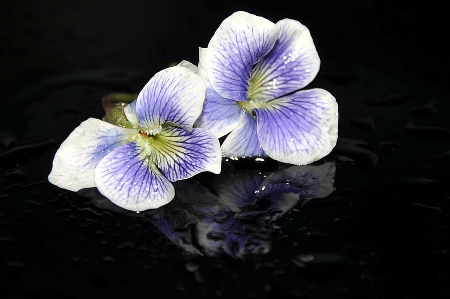 white-and-purple violet flowers on black surface, spring, nature HD wallpaper