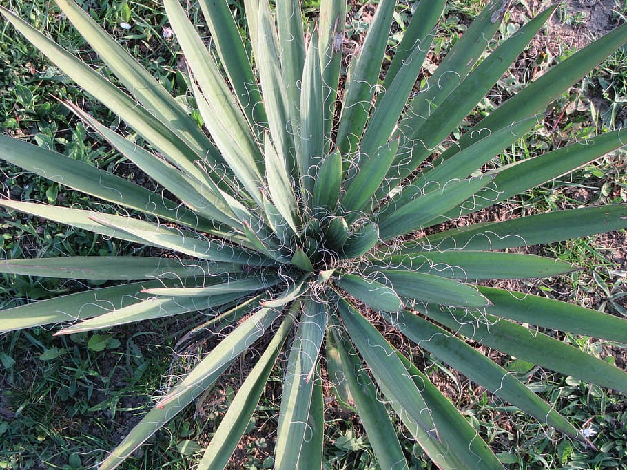 green, nature, cactus, succulent, plant, growth, full frame HD wallpaper