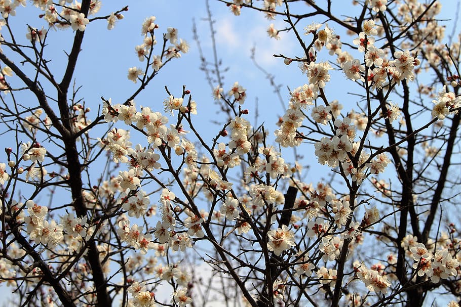 spring, landscape, flowers, nature, plant, flowering plant HD wallpaper
