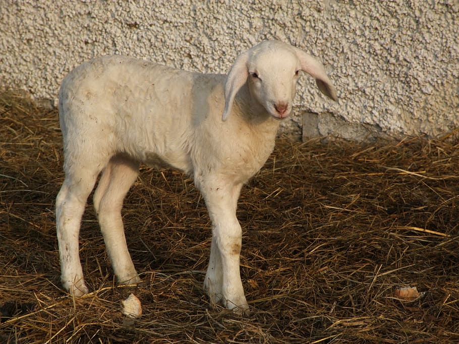 Animals, Lamb, Nature, livestock, one animal, animal themes HD wallpaper