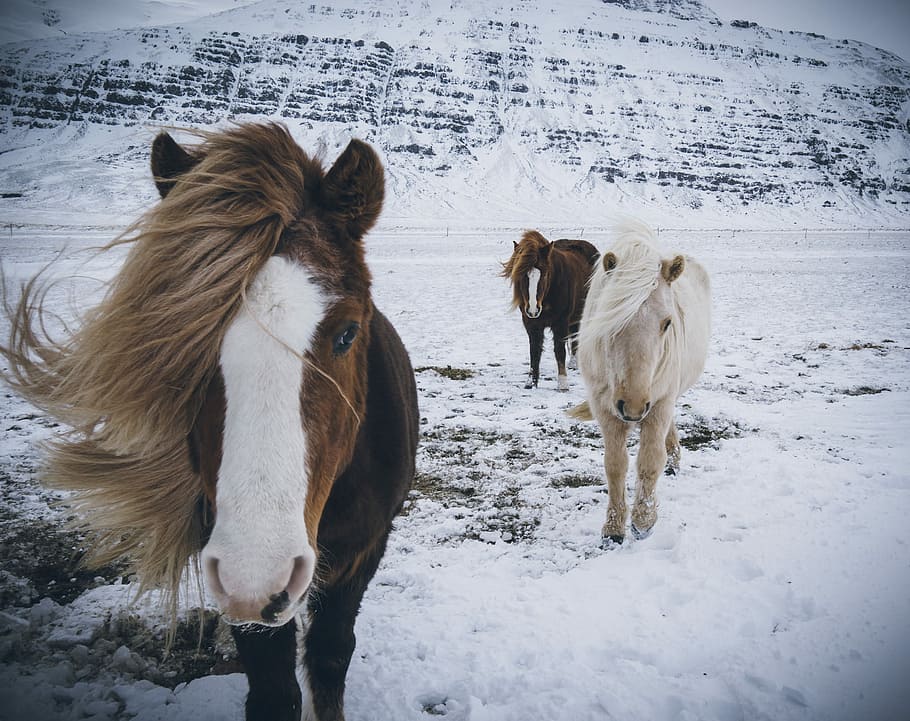 three brown and white horse on snow, gorse, pony, ice, mountain HD wallpaper