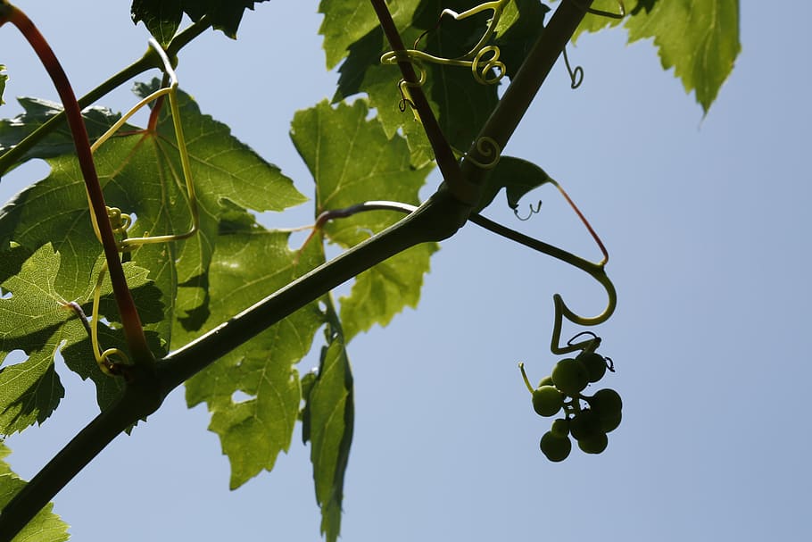 Grapes, Vine, Vineyard, Strain, Parra, nature, green, tree HD wallpaper