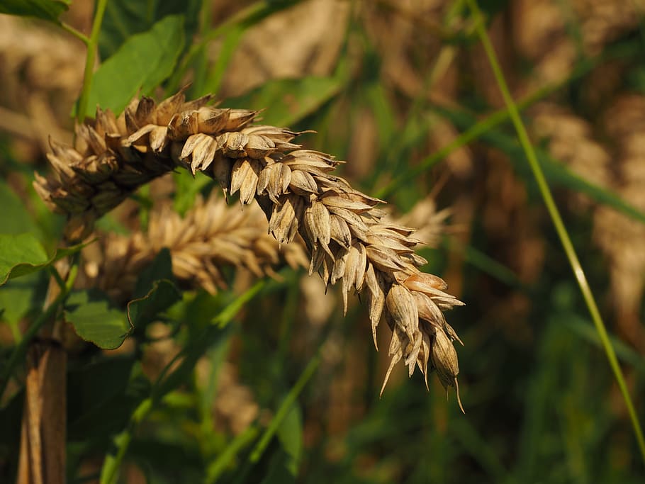 Ear, Wheat, Cereals, Grain, Field, wheat field, cornfield, plant HD wallpaper