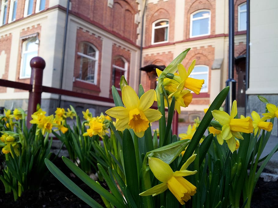 Easter Lilies, Spring, flower, yellow, building exterior, window HD wallpaper