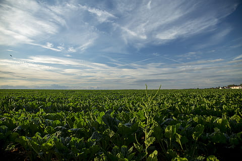 green, plant, material, vegetable plot, sky, landscape, field HD wallpaper