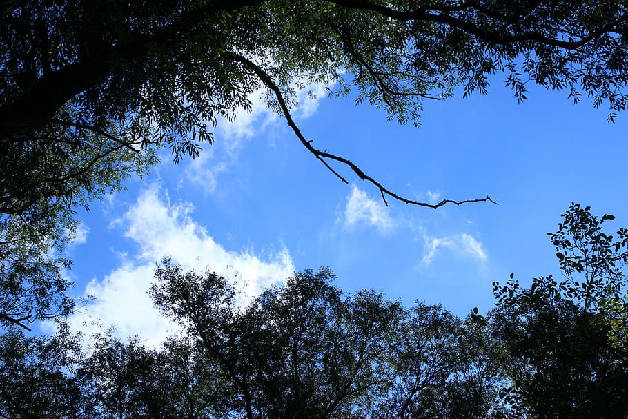 forest, trees, sky, clouds, blue, white, green, branch, plant HD wallpaper