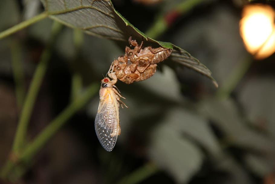 cicada, insect, bugs, close-up, shell, casting of the skin HD wallpaper