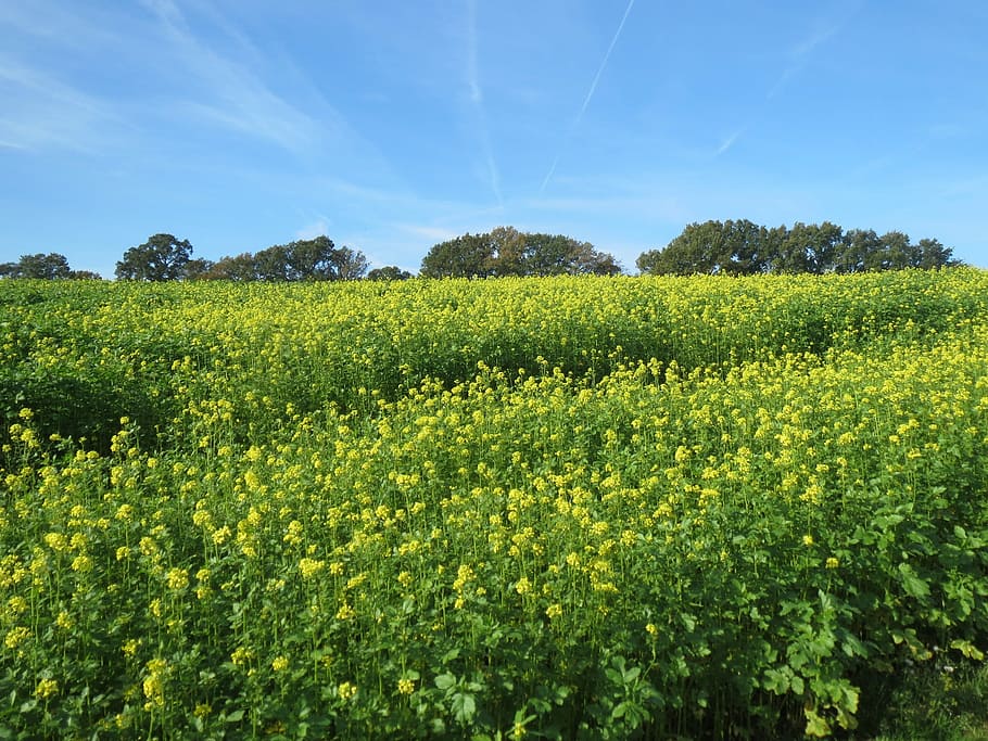 Pasture, Nature, Landscape, green, south limburg, yellow flowers, HD wallpaper