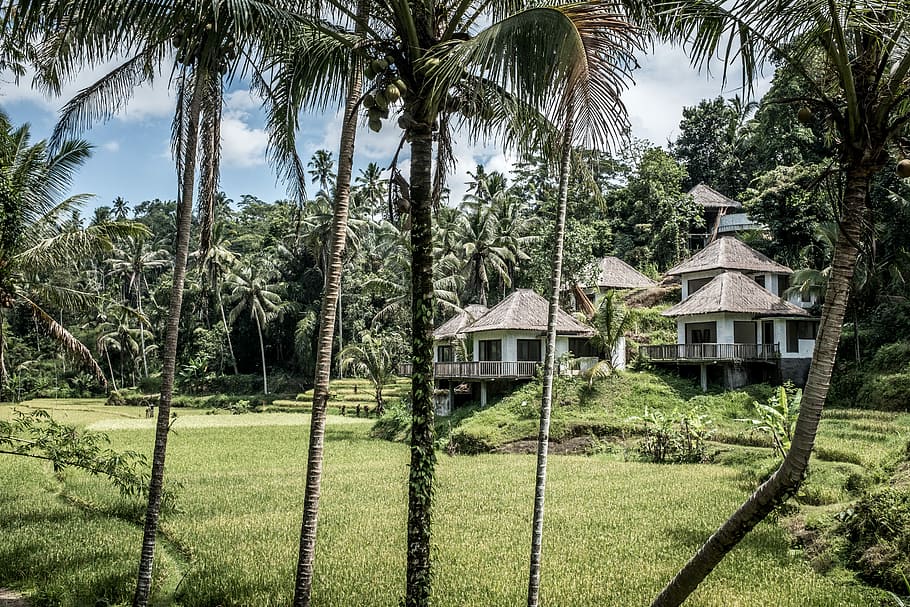 white concrete house surrounded by trees under white cloudy sky at daytime, concrete house surrounded with coconut trees at daytime HD wallpaper
