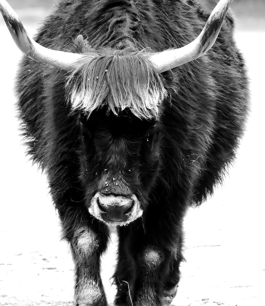 Aurochs, Beef, Cattle, Horns, wildlife photography, black and white, HD wallpaper