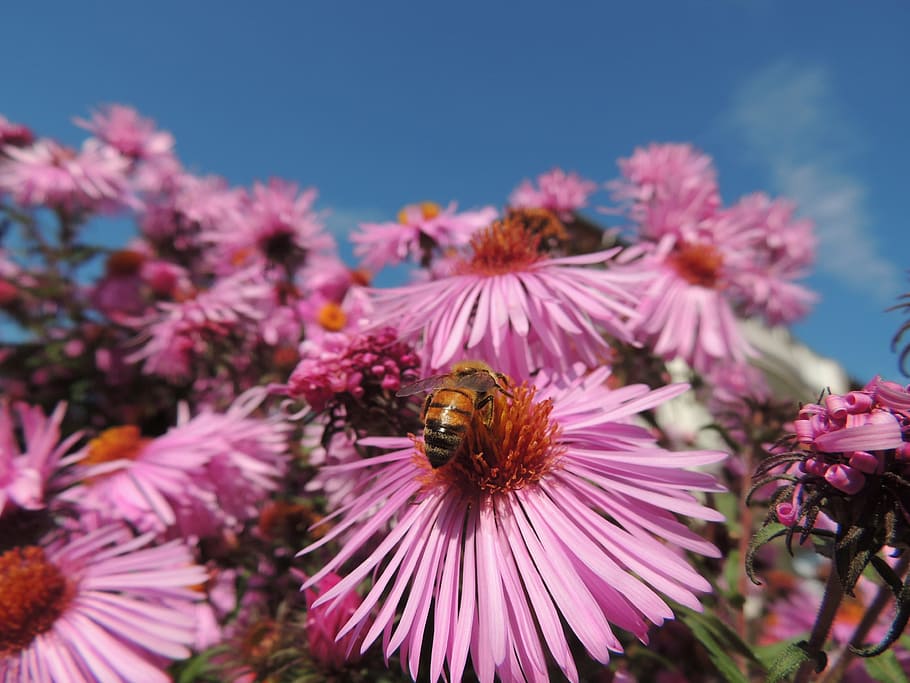 Blossom, Bloom, Bee, Insect, Purple, nature, flower, plant HD wallpaper