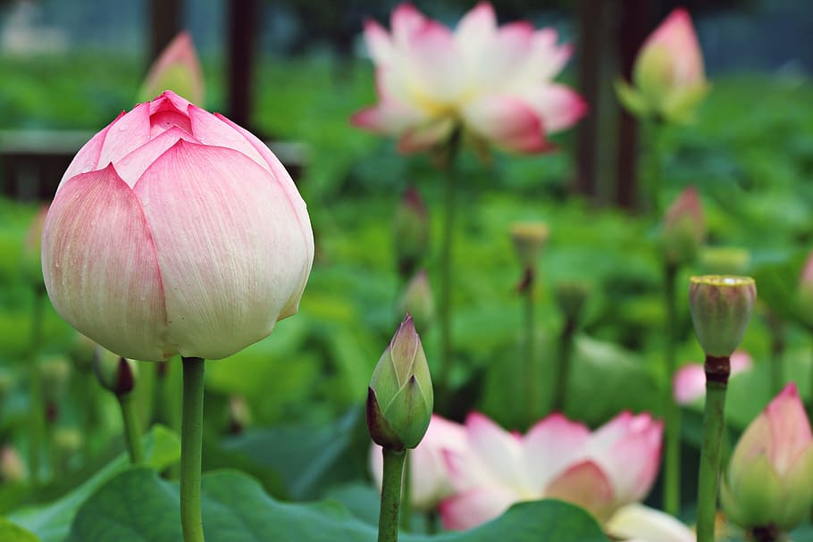 pink-and-white lotus flowers, plants, nature, leaf, buddhism, HD wallpaper