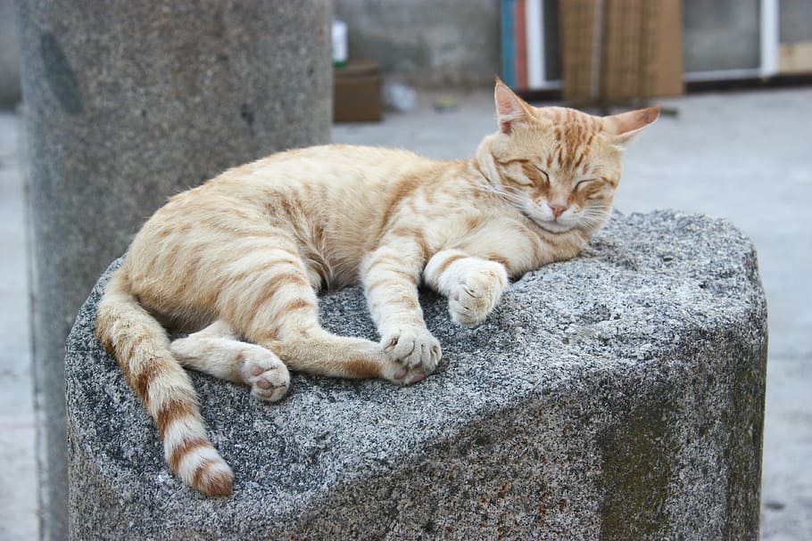 cat, asleep, column, pierre, beige, domestic animal, feline HD wallpaper