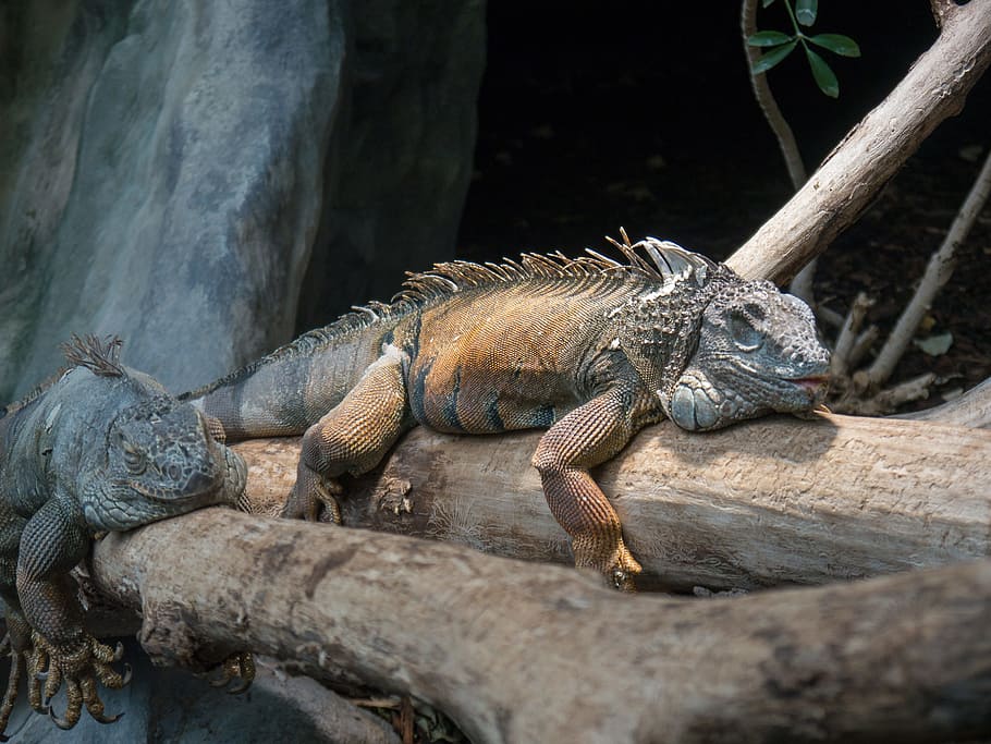 animals, nature, lizards, reptile, animal themes, animal wildlife HD wallpaper