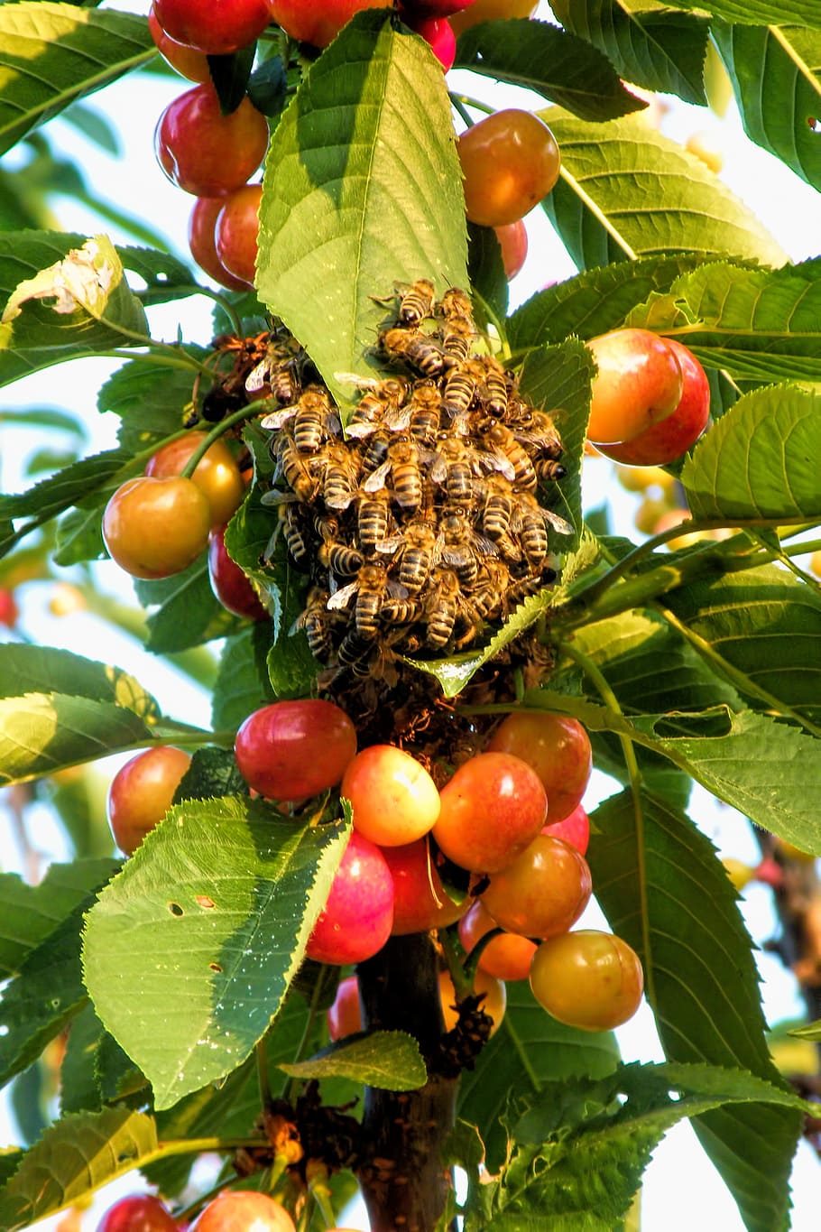 Cherry, Branch, Cherries, Bees, Insect, fruit, food and drink HD wallpaper