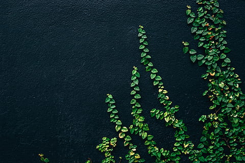 green leaf vines on black painted wall, green plant, dark, nature HD wallpaper