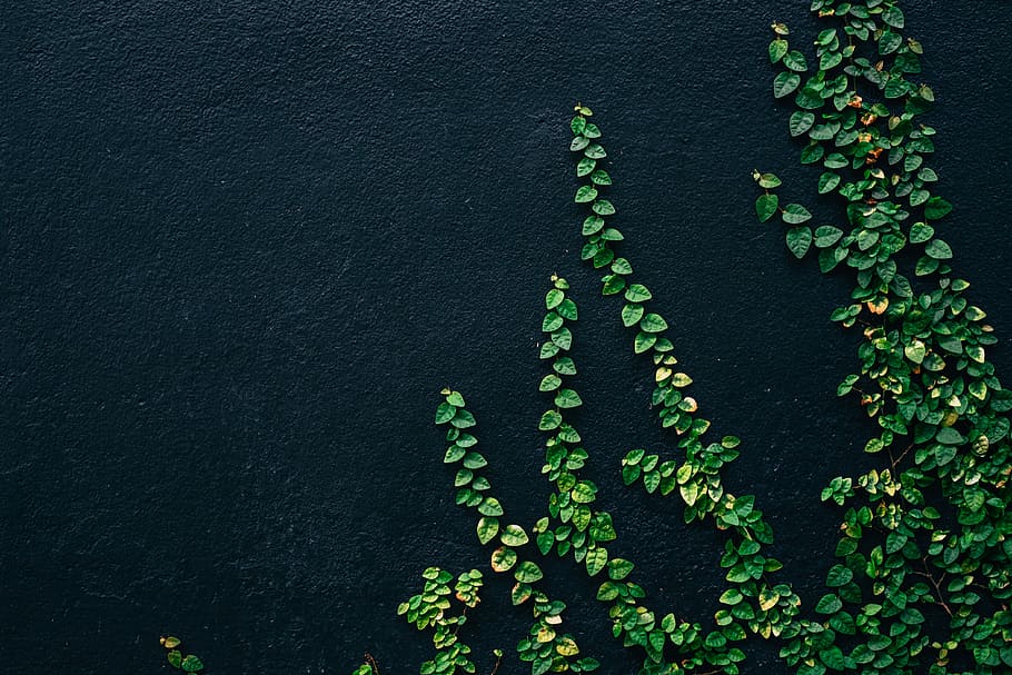 HD wallpaper: green leaf vines on black painted wall, green plant, dark,  nature | Wallpaper Flare