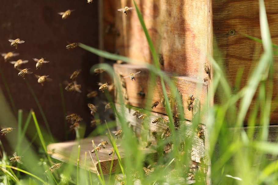 bees, hard working, fly, close, nature, collect, insect, busy bee HD wallpaper