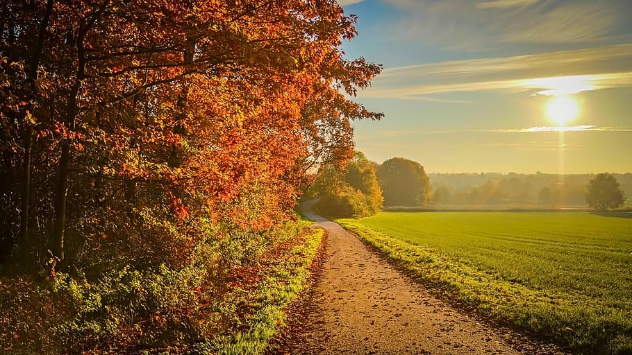 brown tree near grass field during daytime, sunset, autumn HD wallpaper