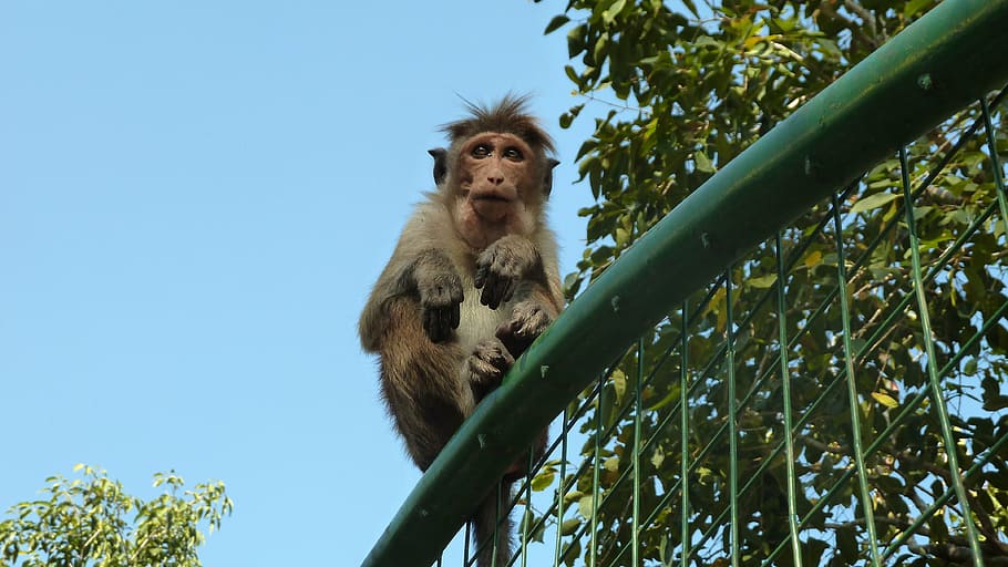 monkey, makake, sri lanka, animal, primate, wildlife, mammal, HD wallpaper