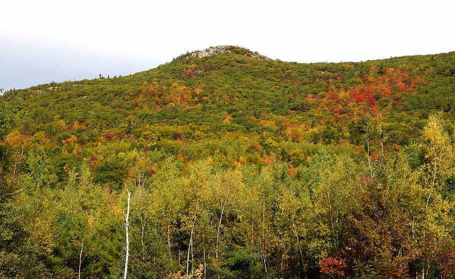 autumn, fall, foliage, forest, hill, leaves, mountains, trees HD wallpaper