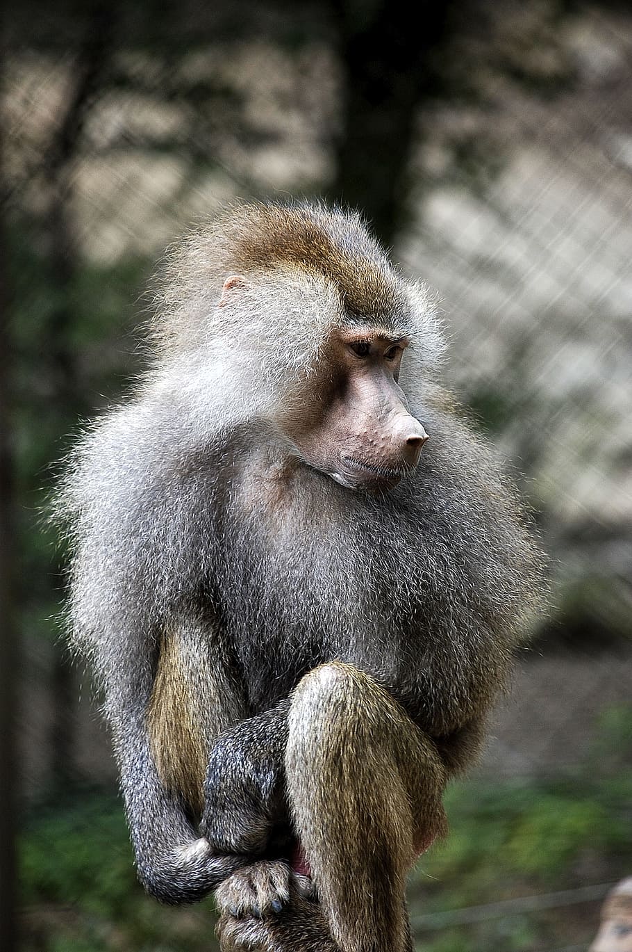 fauna, primates, apes, animal wildlife, animals in the wild HD wallpaper