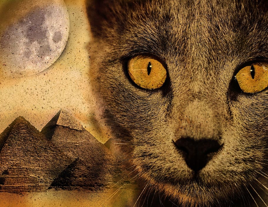 cat, pyramid, moon, desert, sand, imagination, animal, animal themes, HD wallpaper