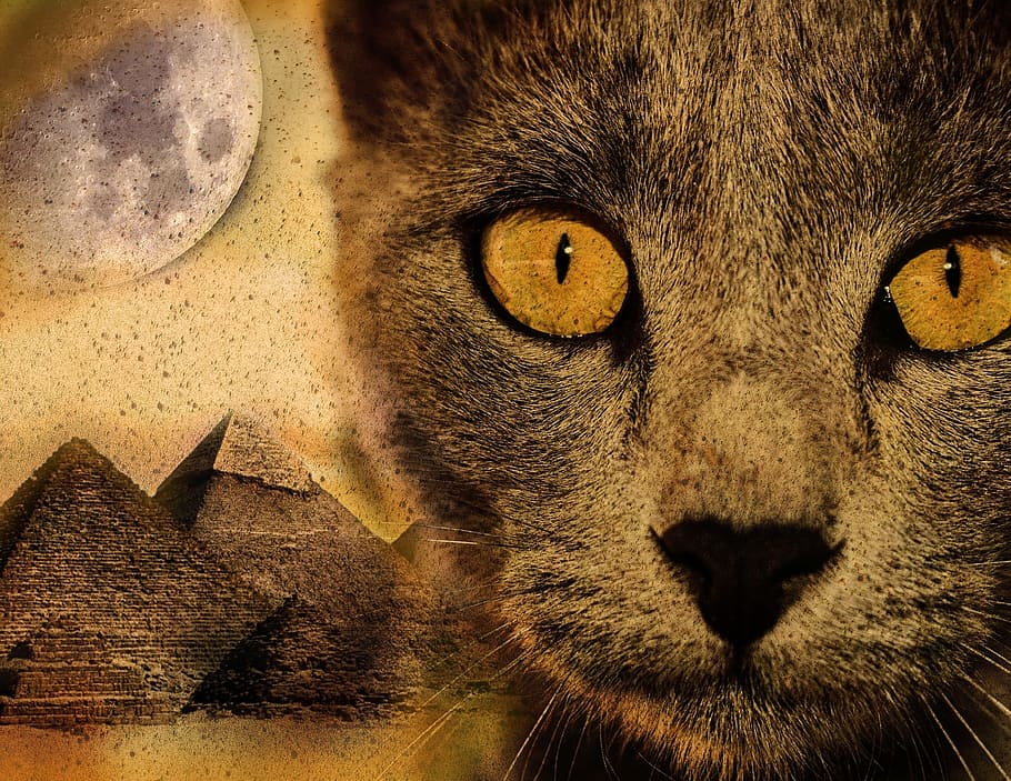 cat, pyramid, moon, desert, sand, imagination, animal, animal themes HD wallpaper
