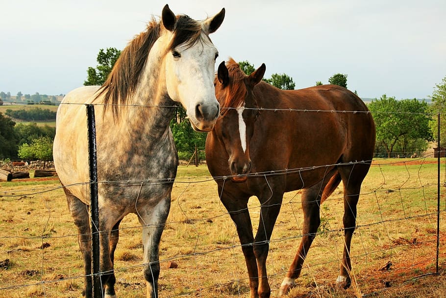 fence, horses, brown, dappled, white, friendly, mammal, animal themes HD wallpaper