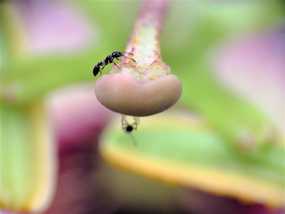 insect, ant, tiny, flower, garden, wildlife, animal themes HD wallpaper
