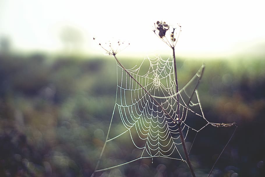 spider web close-up photography, selective focus photography of spider web at daytim HD wallpaper