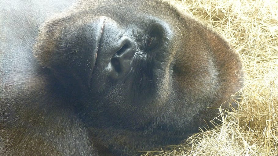gorilla, animal, monkey, black, mammal, close, portrait, wildlife HD wallpaper