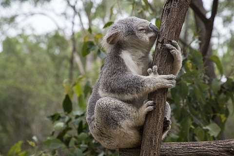 Koala on brown tree, australia, brisbane, eucalyptus, animal HD wallpaper