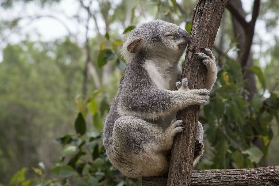 Koala on brown tree, australia, brisbane, eucalyptus, animal HD wallpaper
