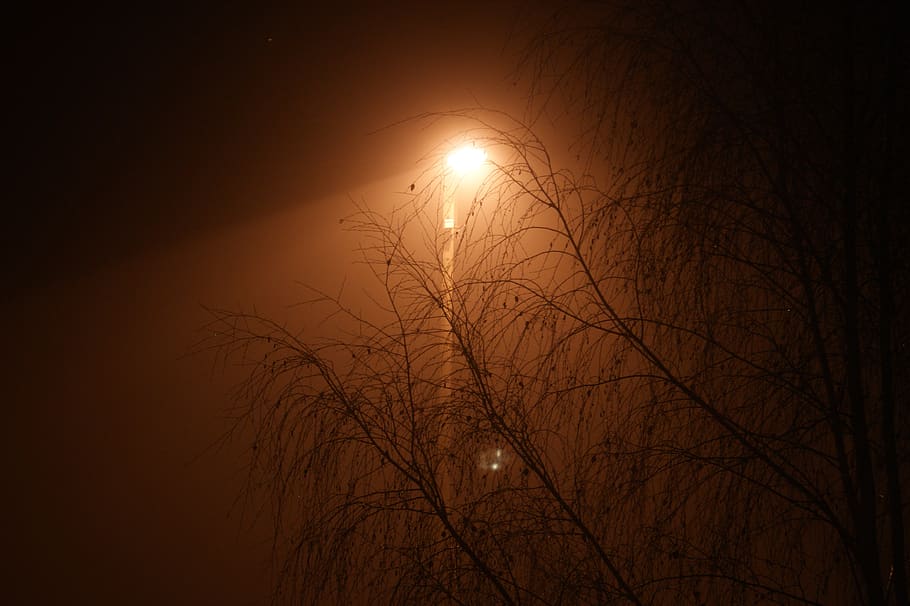 lantern, street lamp, evening, branches, the fog, tyndall effect, HD wallpaper