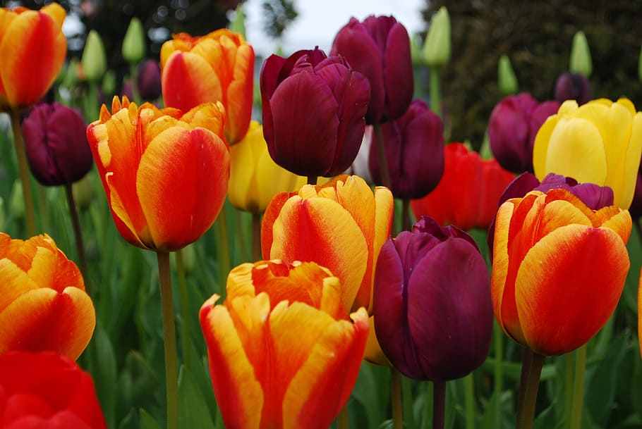 Flower, Field, Sprint, multi colored, tulip, plant, nature HD wallpaper