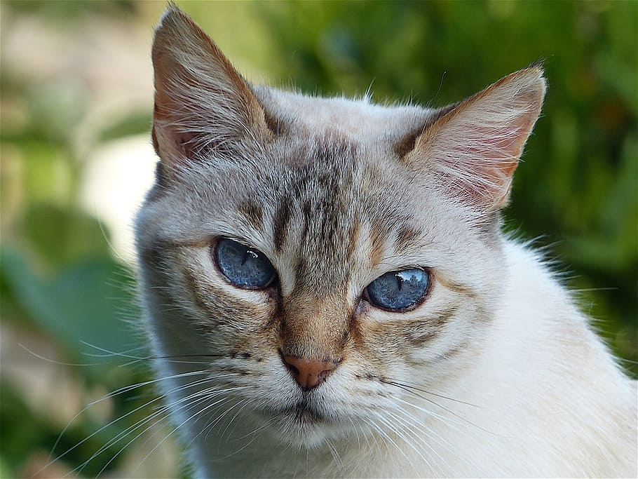 tilt shift lens photography of gray and white cat, head, look HD wallpaper
